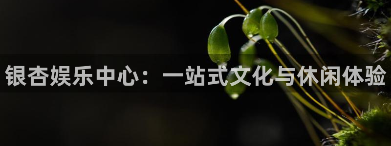 万向娱乐app：银杏娱乐中心：一站式文化与休闲体验