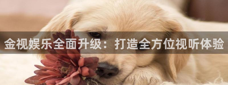 万向娱乐app：金视娱乐全面升级：打造全方位视听体验